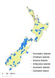 Cyathea colensoi distribution map based on databased records at AK, CHR, OTA and WELT.
 Image: K. Boardman © Landcare Research 2015 CC BY 3.0 NZ